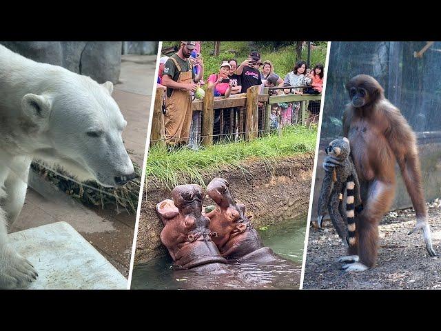 Toronto Zoo Walking Tour 2024 | A Rainy Day in the Zoo | Watch Before Going