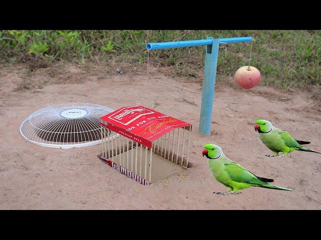 Easy Underground Parrot Trap Using PVC Pipe Cardboard And Apple Fruit_ Bird Trap Working 100%