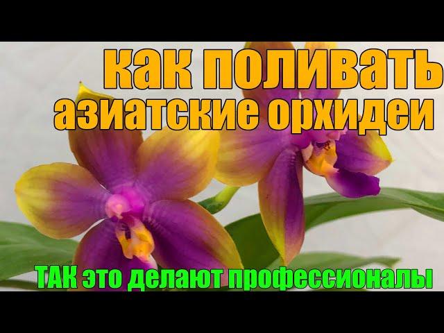 КАК ПОЛИВАТЬ АЗИАТСКИЕ ОРХИДЕИ