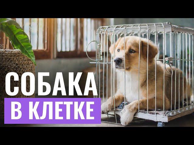 КАК ПРИУЧИТЬ СОБАКУ К ПЕРЕНОСКЕ или клетке? Советы эксперта