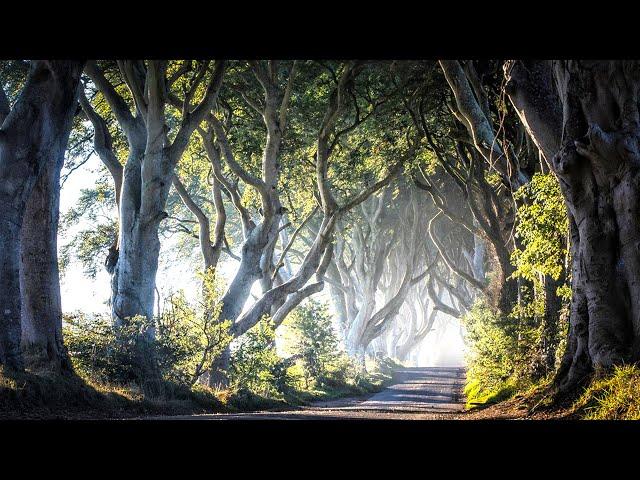 Ireland - The Road Not Taken