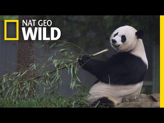 Giant Pandas 101 | Nat Geo Wild