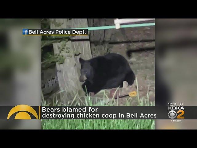 2 Black Bears Spotted In Bell Acres