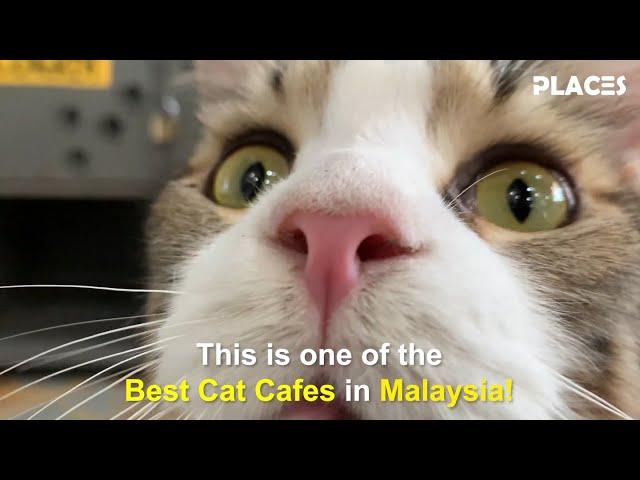 One of the Best Cat Cafes in Malaysia!