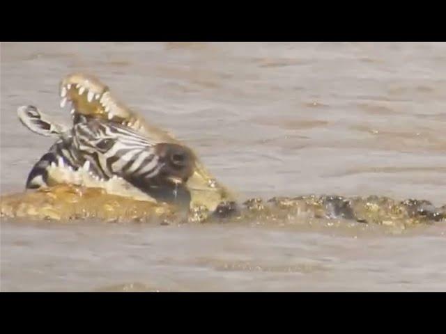 Crocodile bites zebras head while its still alive