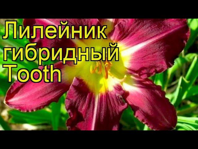 Лилейник гибридный Туз. Краткий обзор, описание характеристик, где купить саженцы hemerocallis Tooth