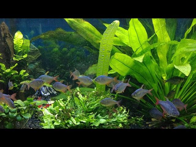 Colombian Tetras