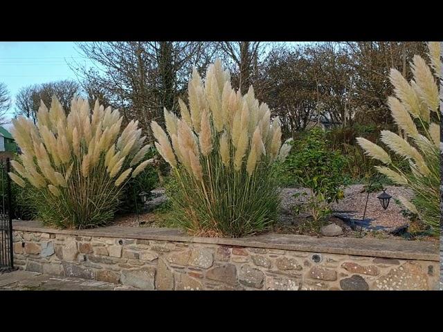 update easy to train pampas grass