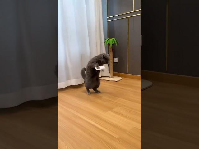 #funny #cat #edit