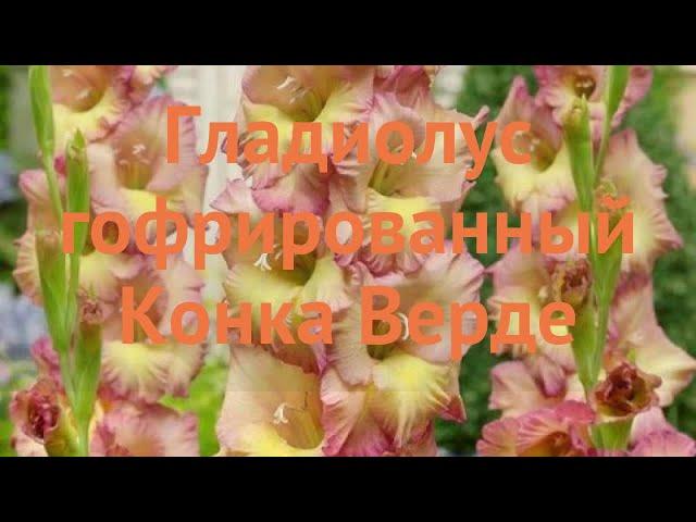 Гладиолус гофрированный Конка Верде (gladiolus)  обзор: как сажать, луковицы гладиолуса Конка Верде