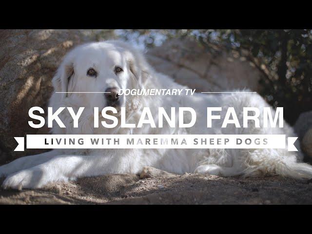 ALL ABOUT LIVING WITH MAREMMA SHEEP DOGS