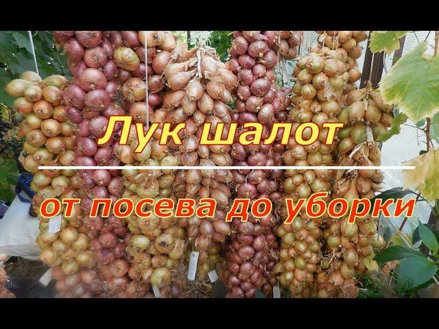 Лук-шалот. От посадки до уборки