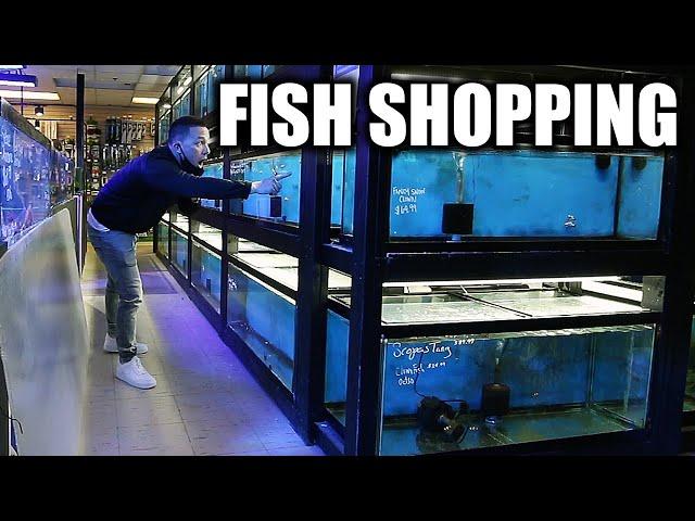 Shopping for AQUARIUM FISH   The king of DIY