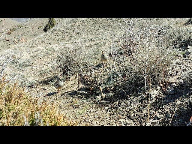 Partridge hunting Keklik avi Охота кеклики Chukar avi Шикори кабк Keklik sesi شکار کبک Kabk shikar