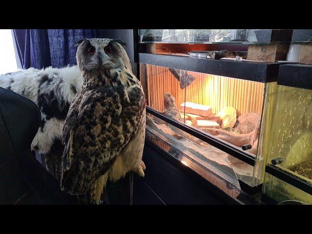 The Eagle owl Yoll stayed in charge of the house for three days. The owl tidied up the room