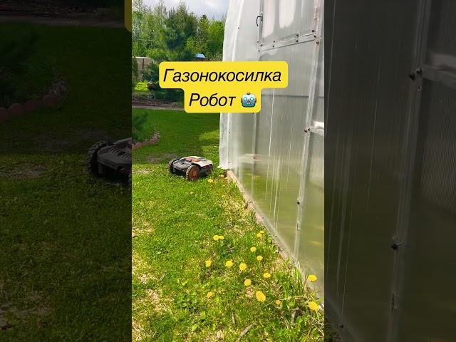 ГАЗОНОКОСИЛКА РОБОТ НА ДАЧЕ #дачныйвлог #стройка #участок #сад #дача #робот #газонокосилка #дом