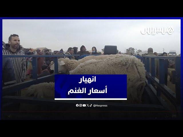 انخفاض غير مسبوق.. أسعار الغنم تنهار لأكثر من النصف بسبب غياب الذبح في عيد الأضحى