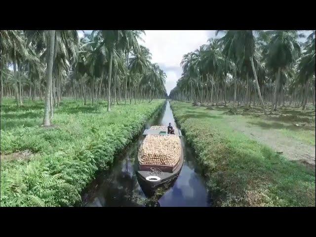 The Largest Production coconut milk SANTAN In The World  FHD