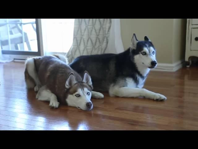 Mishka the Talking Husky Goes Shopping Online!