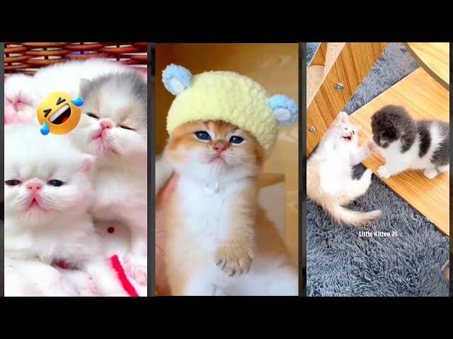 Cat videos  Kitten meowing  #FunnyCats #4757