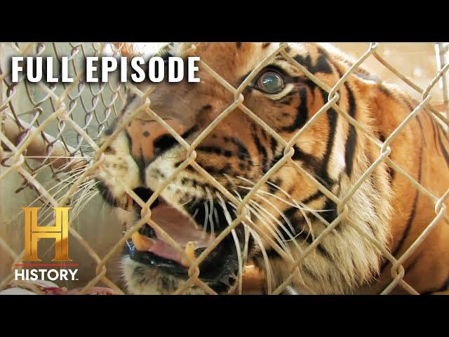 MonsterQuest: Tigers ATTACK the Suburbs (S3, E23) | Full Episode