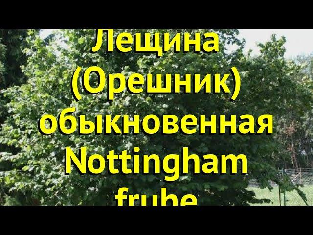 Лещина обыкновенная Ноттингем Фручтбер. Краткий обзор, описание corylus avellana Nottingham fruhe