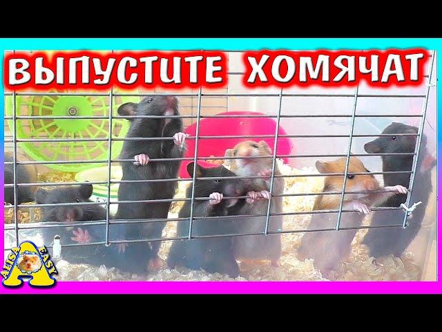 Куда переезжают Хомячата? / сирийские хомячата / Алиса Изи Петс / Alisa Easy Pets