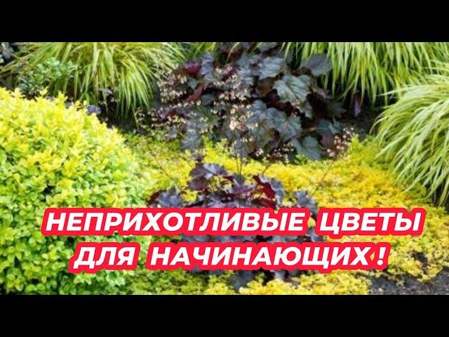 5 САМЫХ НЕПРИХОТЛИВЫХ многолетников для начинающих! Посадите эти красивые цветы в саду