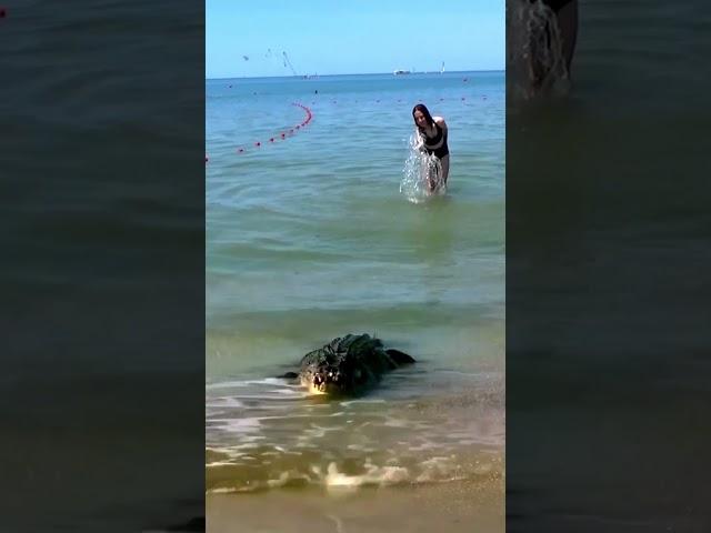 Crocodile on the beach... Russia. The Black Sea.