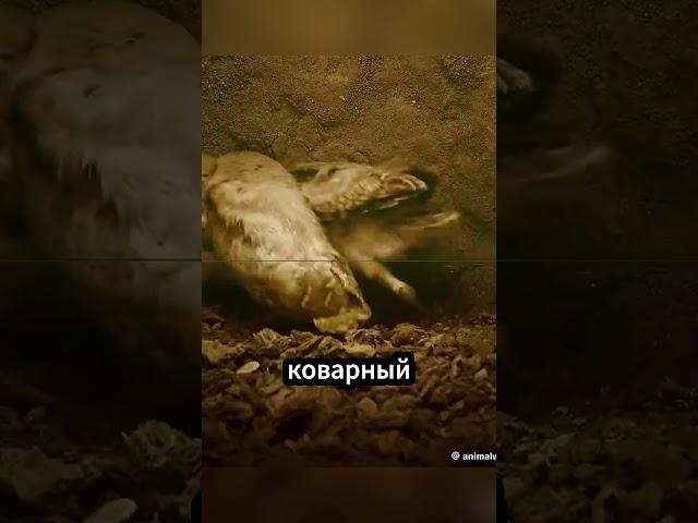 Безжалостный барсук атакует совиное гнездо, но… что это за звук?!  #факты