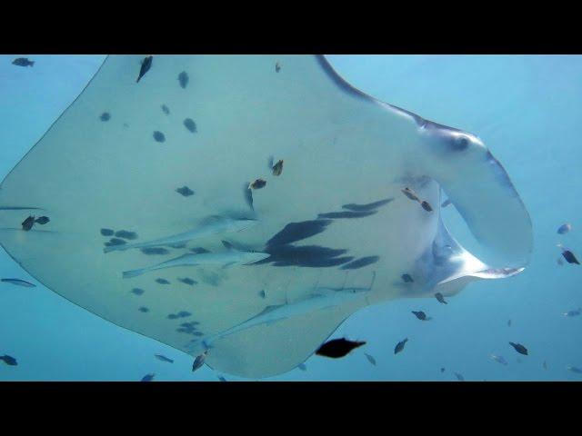 Tikehau Atoll. French Polynesia