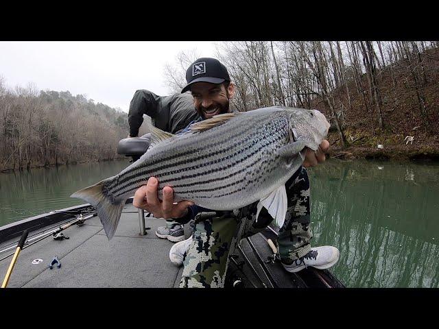 4 MONSTER STRIPE Bass! Lewis Smith Lake Stripe! Lucas Black Fishing!