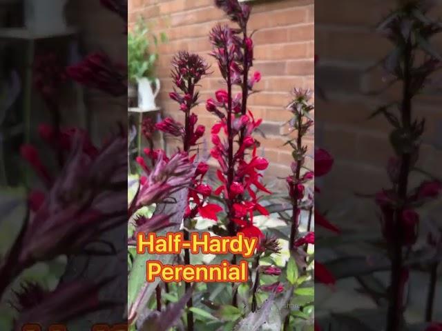 My secret garden quest 122 #lobelia