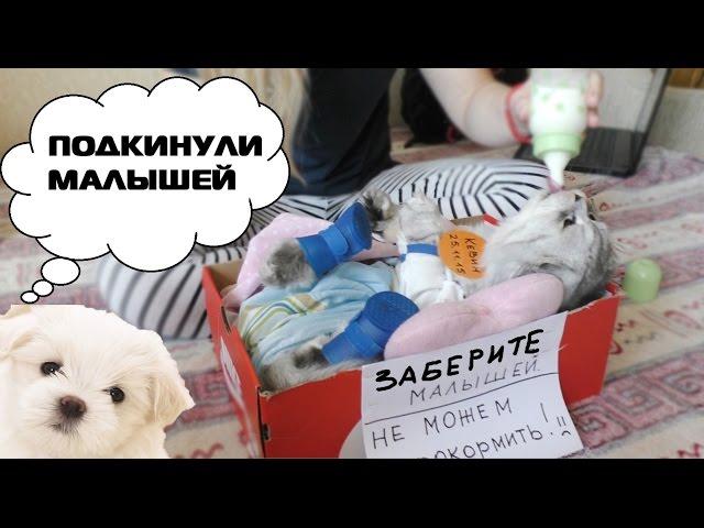 ШОК! ПОДКИНУЛИ ЩЕНКА И КОТЁНКА