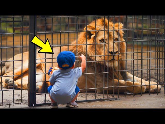 The child stopped next to the lion, and a second later, something amazing happened!