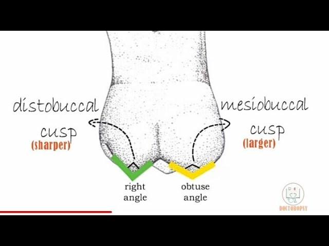 Permanent Maxillary 1st molar - Part 1