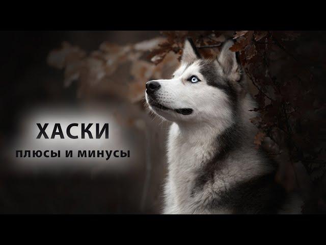 ХАСКИ. Плюсы и минусы Husky