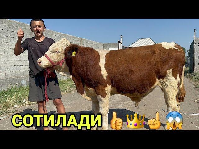 ТОЗЗА СИММЕНТАЛ КУЧАТ НОВВОСЛАР ГЕРМАН ЕТИМ БУЗОК СОТИЛАДИ SOTILADIGON SIMMENTAL NOVVOS 19 июня 2024