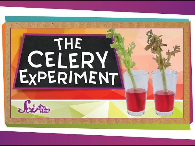 The Color-Changing Celery Experiment!