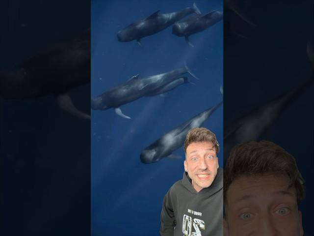 Pilot Whales are CRAZY