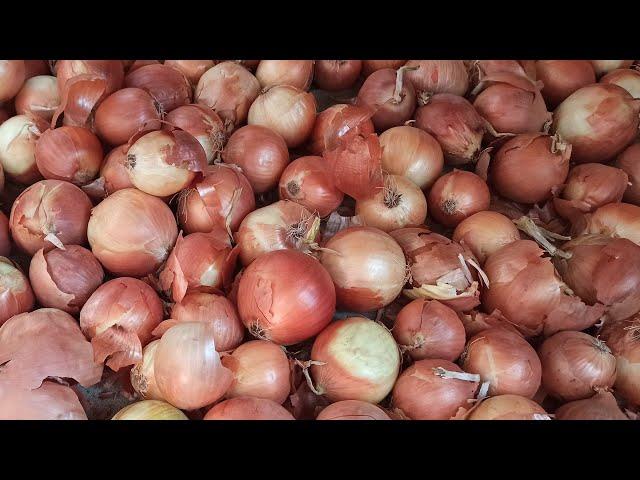 How to store onions at home in winter