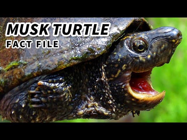 Musk Turtle Facts: the STINKY Turtle  Animal Fact Files