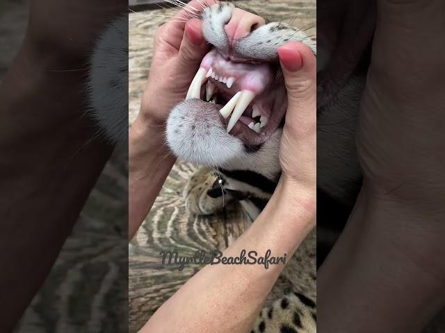 The amazing fangs of the clouded leopard. For their size they have the longest teeth of all cats