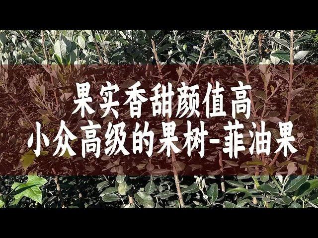 【惠惠的花园】果实非常香甜，颜值高，小众又高级的果树-“菲油果”。叶片全年常绿，好养耐贫瘠，病虫害也很少。