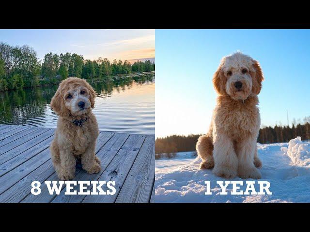 Tarzan the labradoodle growing up