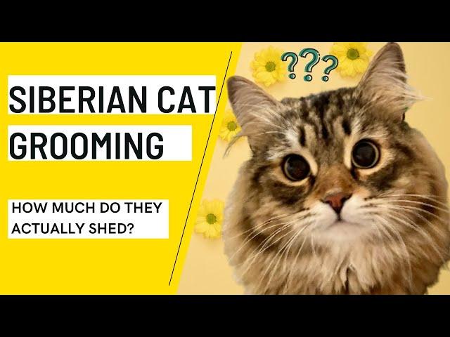 Grooming a Siberian Cat ~ How much do they normally shed? Watch Loki's winter molt progress!