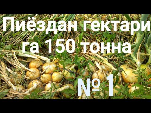 Пиёздан гектарига 150 тонна. РЕКОРД. 1-қисм