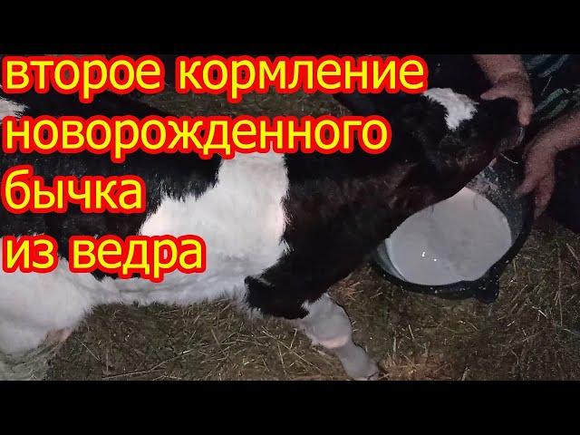 кормление новорожденного теленка из ведра