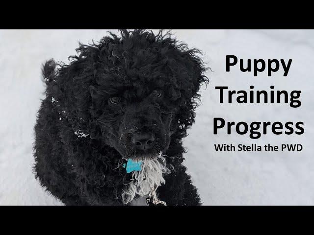 Puppy Training | 8 Weeks of Progress | Portuguese Water Dog