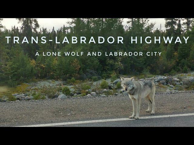 Trans-Labrador Highway: (Day 5/6) A Lone Wolf and Labrador City.